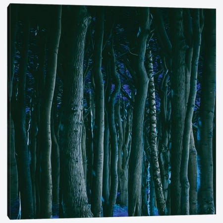 Night Forest Canvas Print #IVG416} by Ievgeniia Bidiuk Canvas Artwork