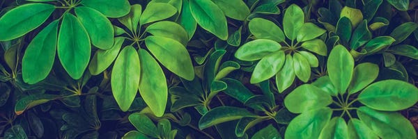 Ievgeniia Bidiuk: Schefflera Nora Background by Ievgeniia Bidiuk