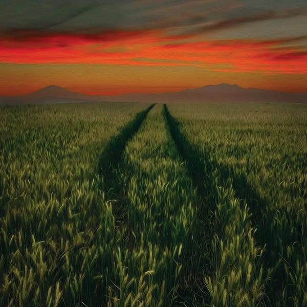 A Trampled Road In A Field Of Wheat