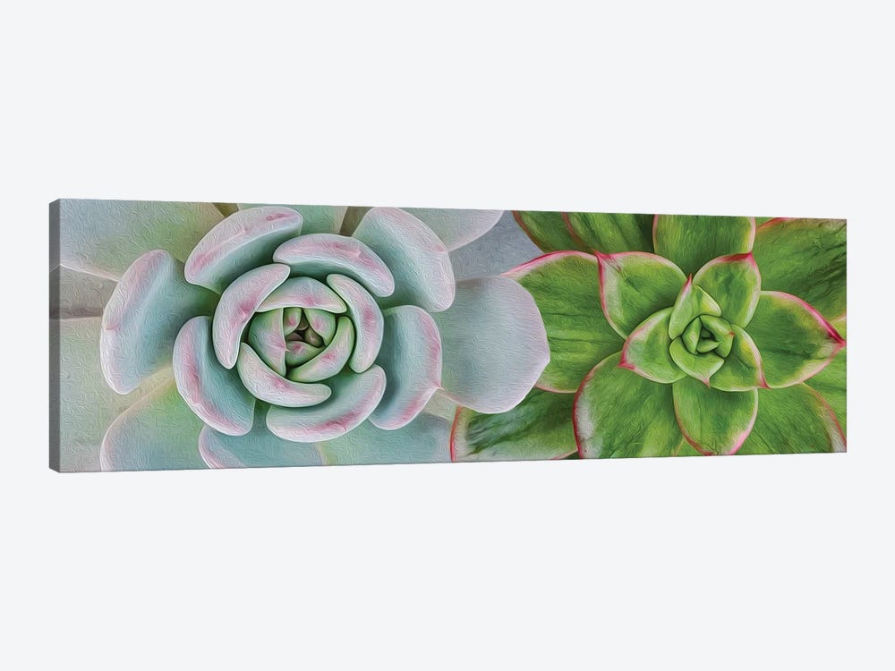 A Background Of Two Different Succulents by Ievgeniia Bidiuk 1-piece Canvas Wall Art