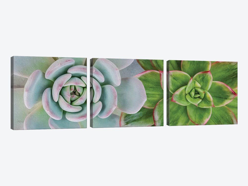 A Background Of Two Different Succulents by Ievgeniia Bidiuk 3-piece Canvas Wall Art