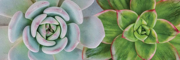 Ievgeniia Bidiuk: A Background Of Two Different Succulents by Ievgeniia Bidiuk