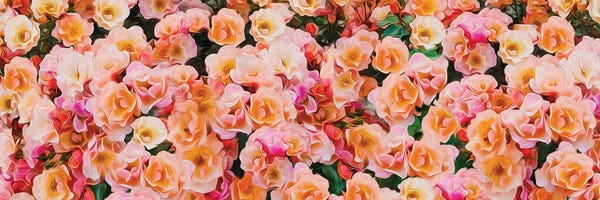 Ievgeniia Bidiuk: Horizontal Background Of Orange Park Roses by Ievgeniia Bidiuk