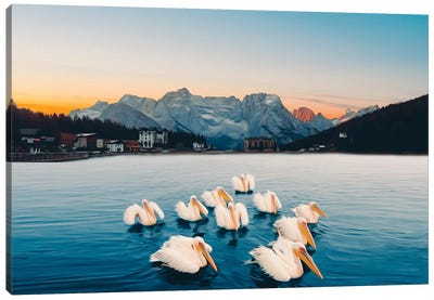Pelicans Swimming In A Flock On The Lake Canvas Art Print - Pelican Art