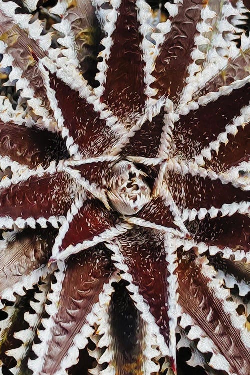 Brown Aloe Succulent