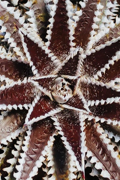 Ievgeniia Bidiuk: Brown Aloe Succulent by Ievgeniia Bidiuk