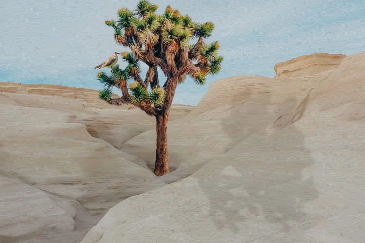 Joshua Tree On A Hill In The Desert