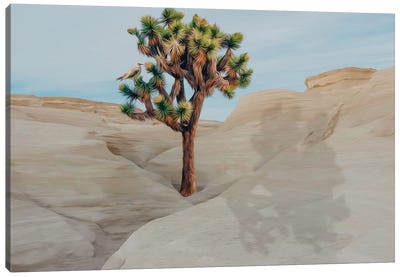Joshua Tree On A Hill In The Desert Canvas Art Print - Joshua Tree National Park