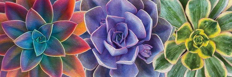 A Background Of Colorful Succulents