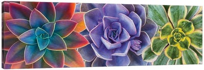 A Background Of Colorful Succulents Canvas Art Print - Macro Photography