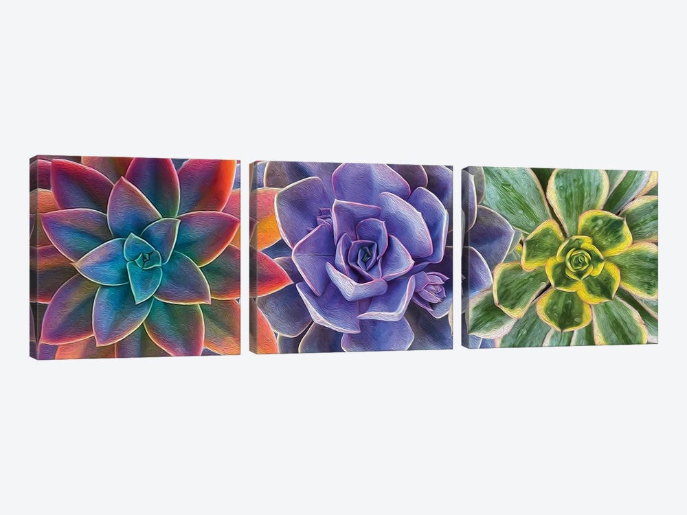 A Background Of Colorful Succulents by Ievgeniia Bidiuk 3-piece Canvas Print