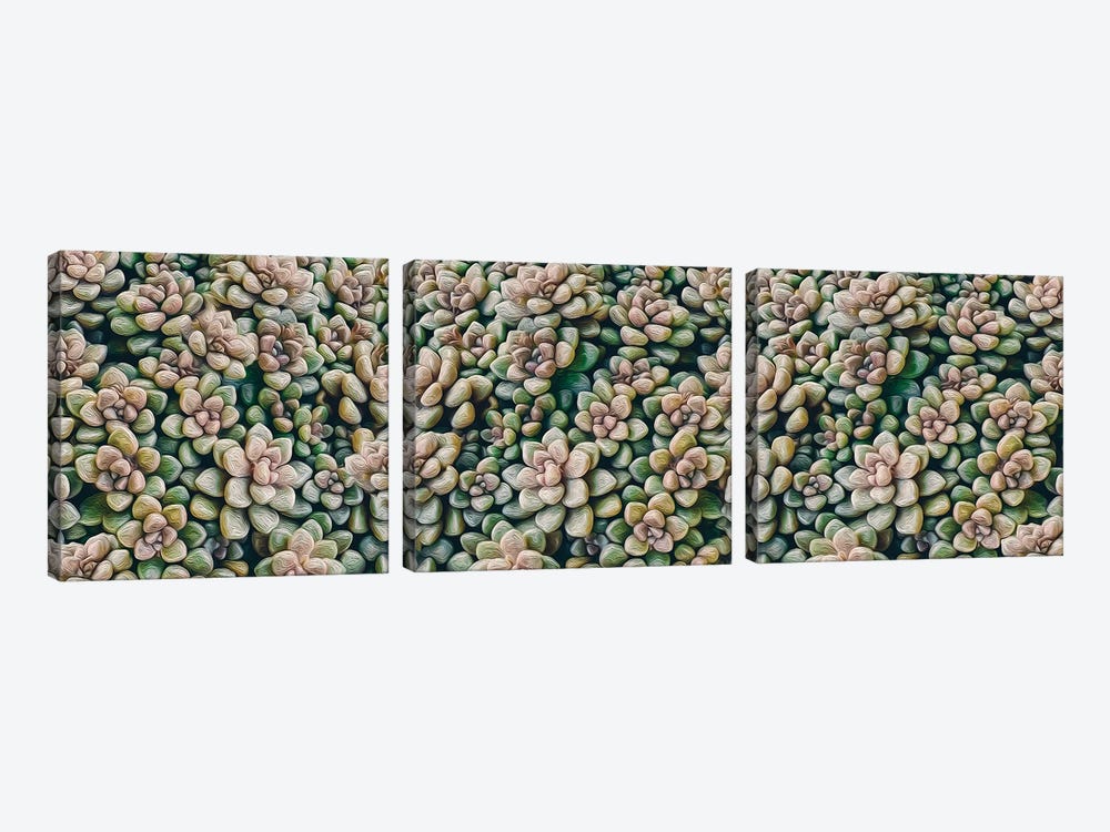 A Background Of Small Succulents by Ievgeniia Bidiuk 3-piece Canvas Wall Art