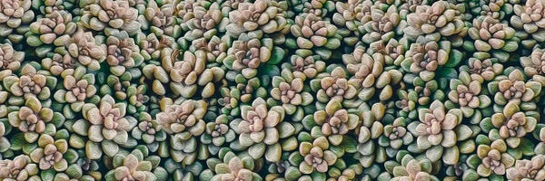 Ievgeniia Bidiuk: A Background Of Small Succulents by Ievgeniia Bidiuk