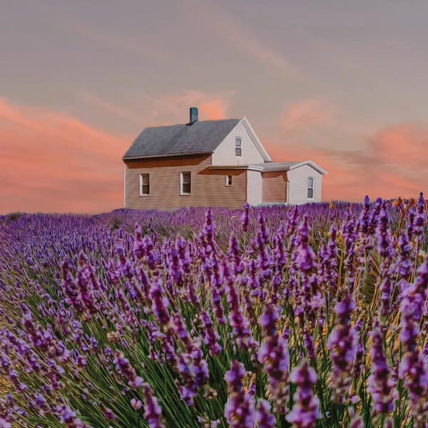 Lavender: A Wooden House In A Lavender Field by Ievgeniia Bidiuk