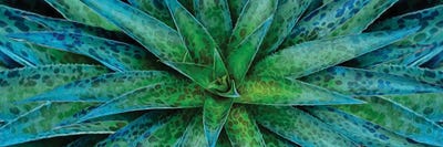 Mint Agave by Ievgeniia Bidiuk acrylic art print