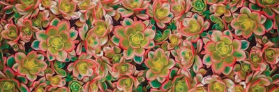 Salad And Orange Succulents by Ievgeniia Bidiuk canvas print