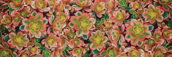Ievgeniia Bidiuk: Salad And Orange Succulents by Ievgeniia Bidiuk