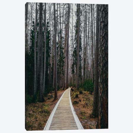 A Wooden Path In A Pine Forest Canvas Print #IVG485} by Ievgeniia Bidiuk Canvas Art Print