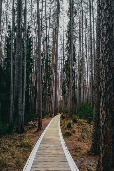 Ievgeniia Bidiuk: A Wooden Path In A Pine Forest by Ievgeniia Bidiuk
