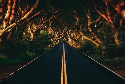 The Trail Is Along The Winding Trees by Ievgeniia Bidiuk canvas print