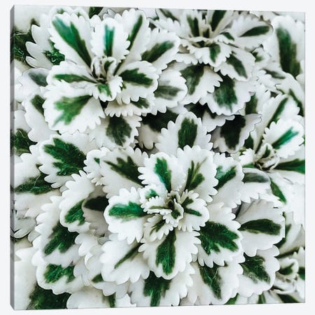 A White Succulent With A Green Stripe Canvas Print #IVG514} by Ievgeniia Bidiuk Art Print