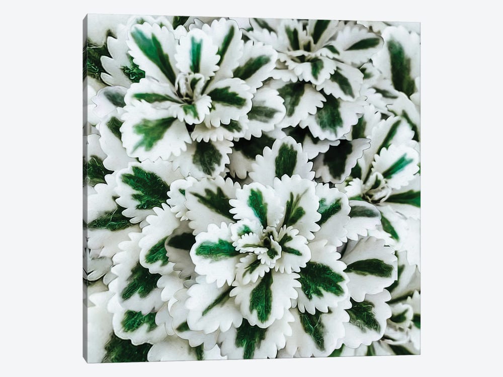 A White Succulent With A Green Stripe by Ievgeniia Bidiuk 1-piece Art Print