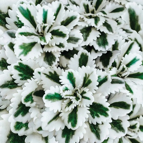 Ievgeniia Bidiuk: A White Succulent With A Green Stripe by Ievgeniia Bidiuk