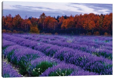 A Lavender Field By The Woods Canvas Art Print - Lavender Art