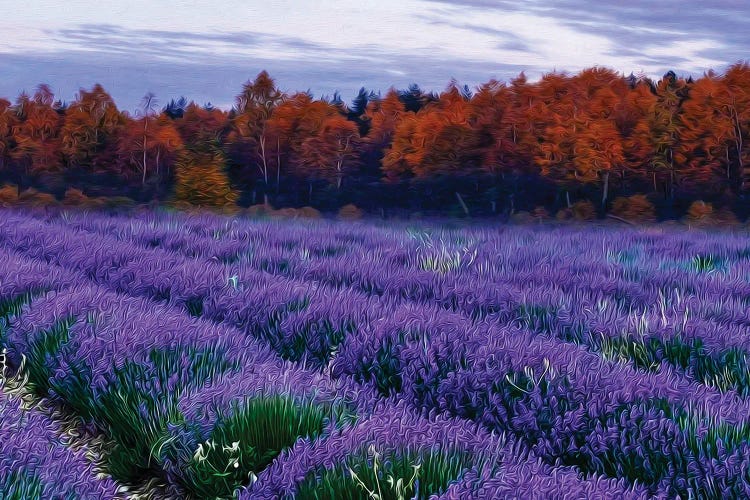 A Lavender Field By The Woods