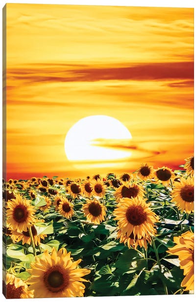 A Field Of Sunflowers At Sunset Canvas Art Print - Sunflower Art
