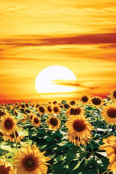 Ievgeniia Bidiuk: A Field Of Sunflowers At Sunset by Ievgeniia Bidiuk
