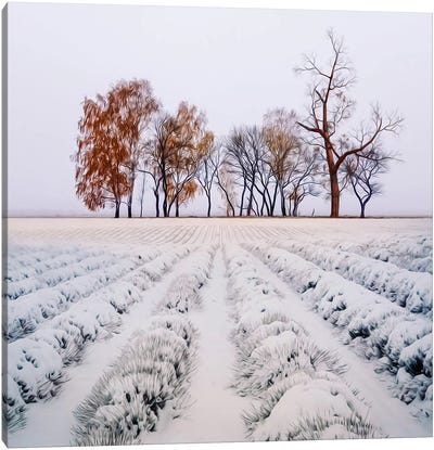 Lavender Field In The Snow Canvas Art Print - Lavender Art