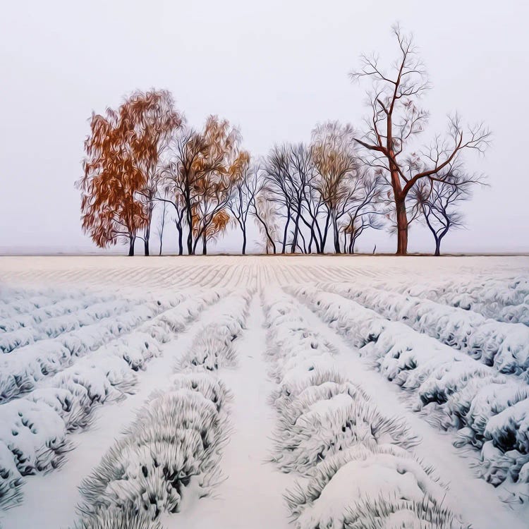 Lavender Field In The Snow