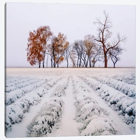 Lavender Field In The Snow Canvas Print #IVG524} by Ievgeniia Bidiuk Canvas Artwork