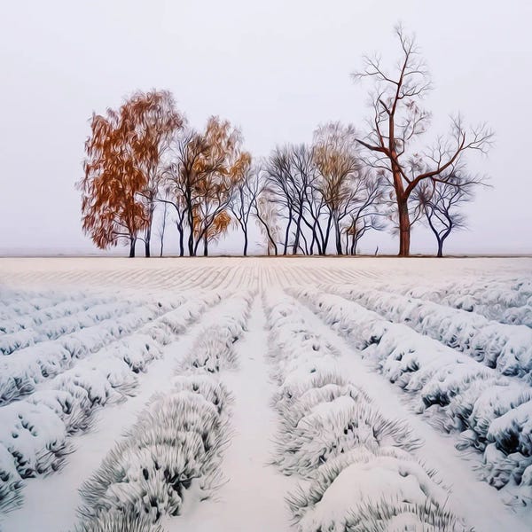 Snow: Lavender Field In The Snow by Ievgeniia Bidiuk