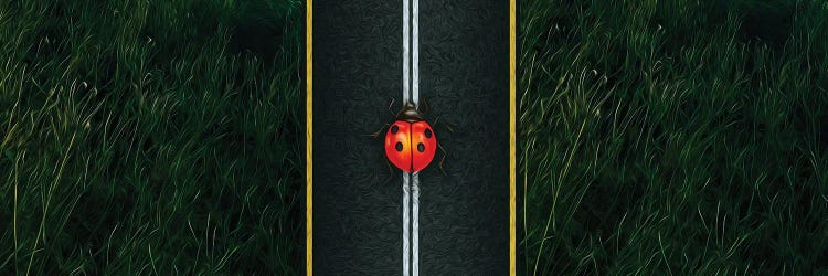 A Ladybird On The Motorway Close-Up