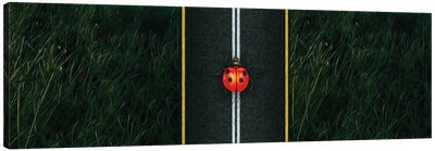 A Ladybird On The Motorway Close-Up Canvas Art Print - Ladybug Art