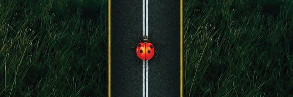Ladybugs: A Ladybird On The Motorway Close-Up by Ievgeniia Bidiuk