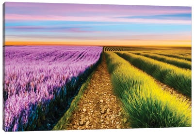 A Field Of Two Types Of Lavender Canvas Art Print - Lavender Art
