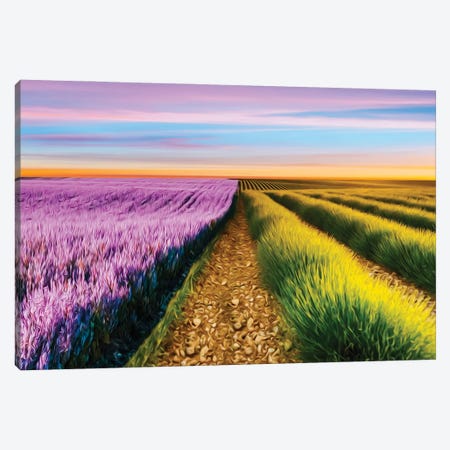 A Field Of Two Types Of Lavender Canvas Print #IVG526} by Ievgeniia Bidiuk Canvas Art