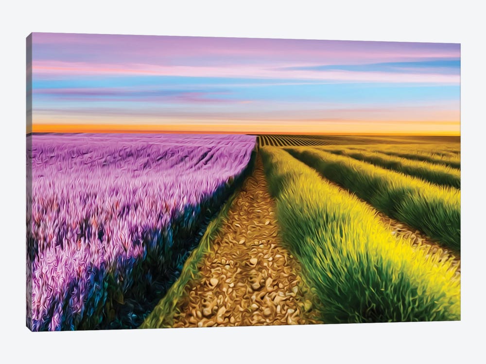 A Field Of Two Types Of Lavender by Ievgeniia Bidiuk 1-piece Canvas Art