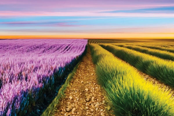 Herbs: A Field Of Two Types Of Lavender by Ievgeniia Bidiuk