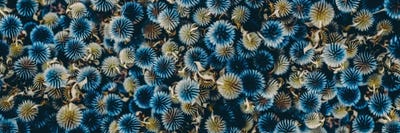 Eryngium by Ievgeniia Bidiuk acrylic art print