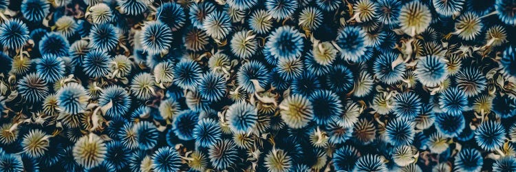 Eryngium