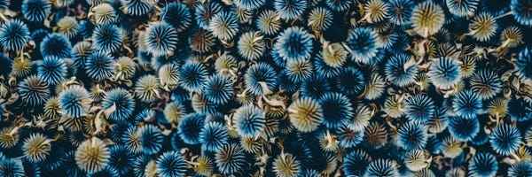 Ievgeniia Bidiuk: Eryngium by Ievgeniia Bidiuk