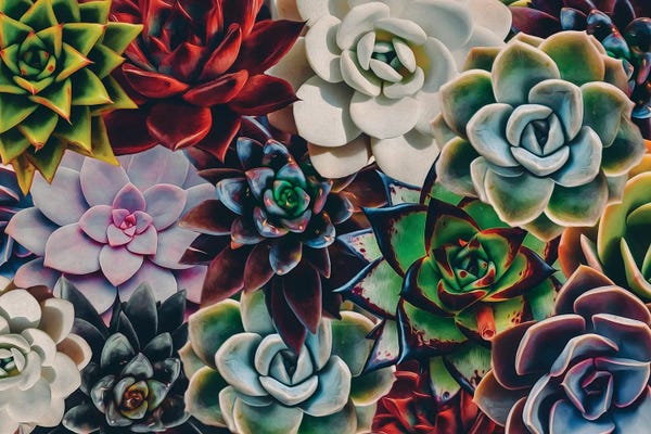 Succulents: Different Varieties Of Succulents by Ievgeniia Bidiuk