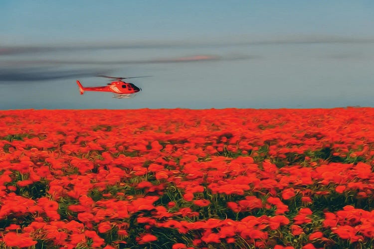 A Red Helicopter Flies Over A Poppy Field In Bloom