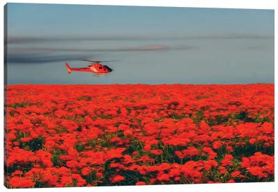 A Red Helicopter Flies Over A Poppy Field In Bloom Canvas Art Print - Helicopter Art