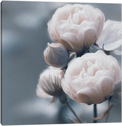 White Peony Roses Canvas Art Print - Ievgeniia Bidiuk