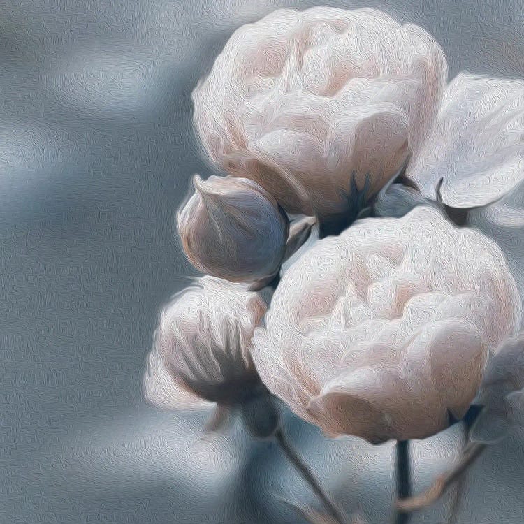 White Peony Roses